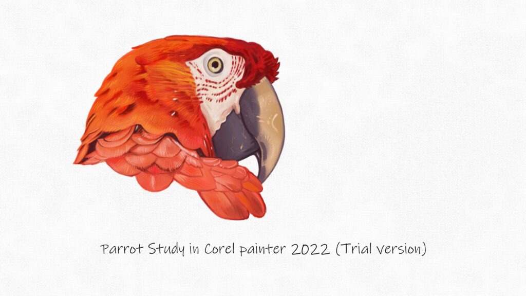 study of a parrot in Corel Painter trial 2022