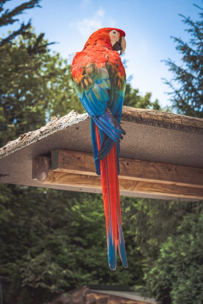 Photo of a Parrot